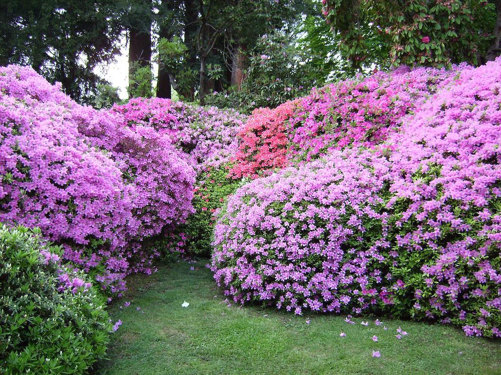 Charming Glicine And Azalea House Art And Colour With Lakeview Cadenabbia Δωμάτιο φωτογραφία